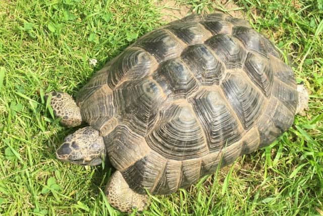 Are you missing a tortoise who has made a quick gettaway? Call Kirks Vets in Sleaford. EMN-160720-121920001