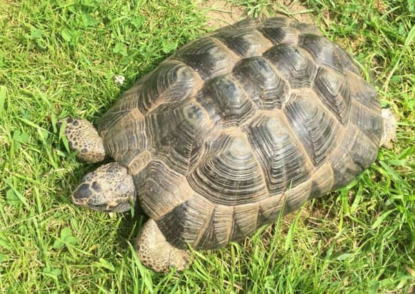 Are you missing a tortoise who has made a quick gettaway? Call Kirks Vets in Sleaford. EMN-160720-121920001
