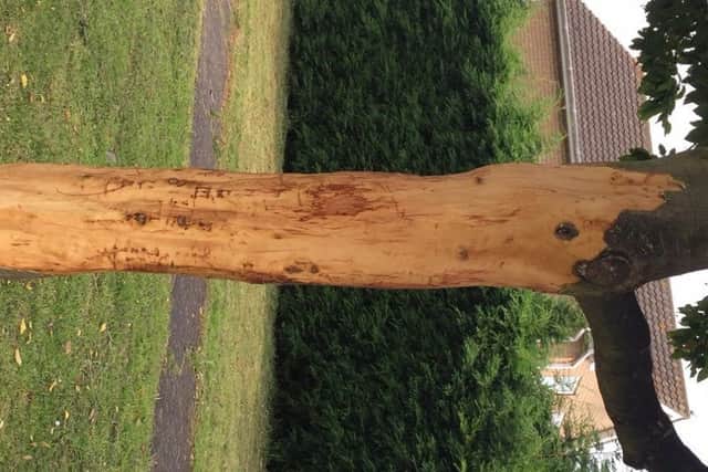 The damaged tree in Kirton.