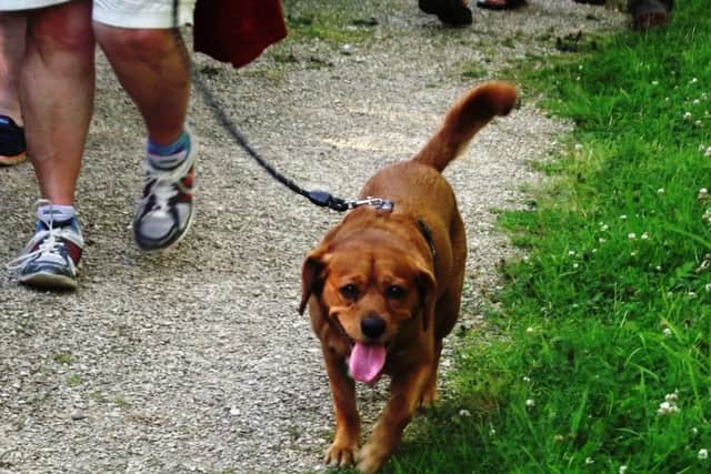 Join in a guided dog walk. EMN-160729-180622001