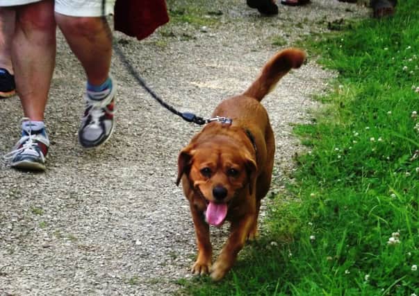 Join in a guided dog walk. EMN-160729-180622001