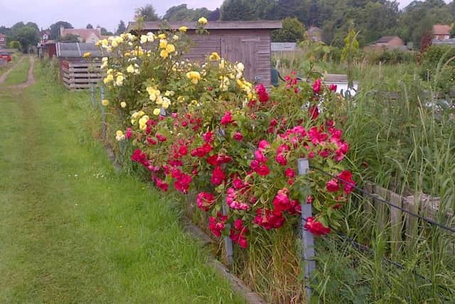 Willoughby Road Allotments EMN-160908-141451001