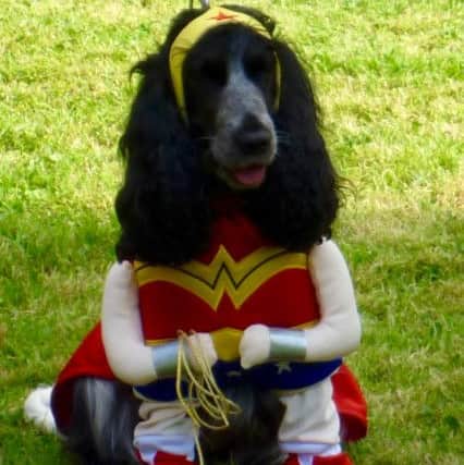Pet pooch Dolly at a previous year's dog show.