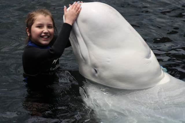 Nine-year-old Kiki Talbot-Bradley swimming with beluga whales. EMN-160817-164041001
