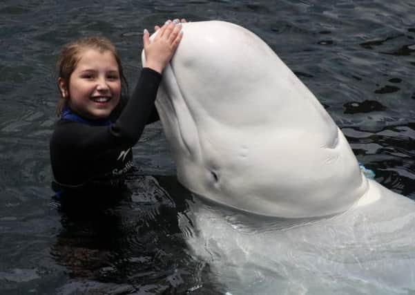 Nine-year-old Kiki Talbot-Bradley swimming with beluga whales. EMN-160817-164041001
