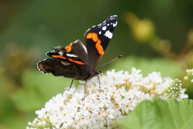 Butterfly EMN-160824-074235001