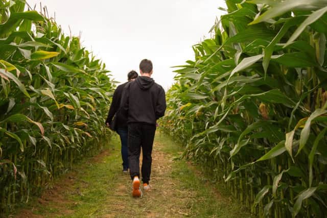 Maize Maze at Uncle Henry's EMN-160820-101025001