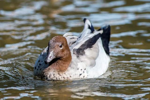 Australian Wood Duck on the River Bain, Horncastle, Lincolnshire EMN-160824-132620001