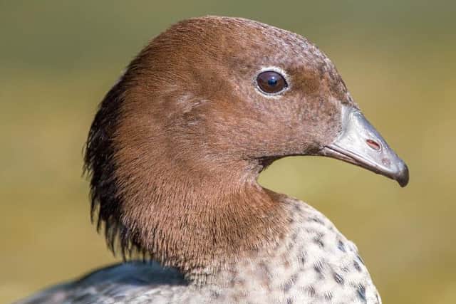 Australian Wood Duck on the River Bain, Horncastle, Lincolnshire EMN-160824-132703001