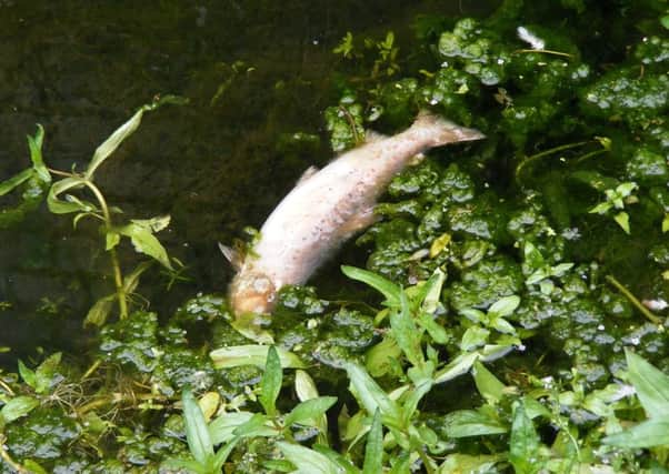 Just one of the dead fish seen floating in the River Slea at the weekend. EMN-160509-173324001