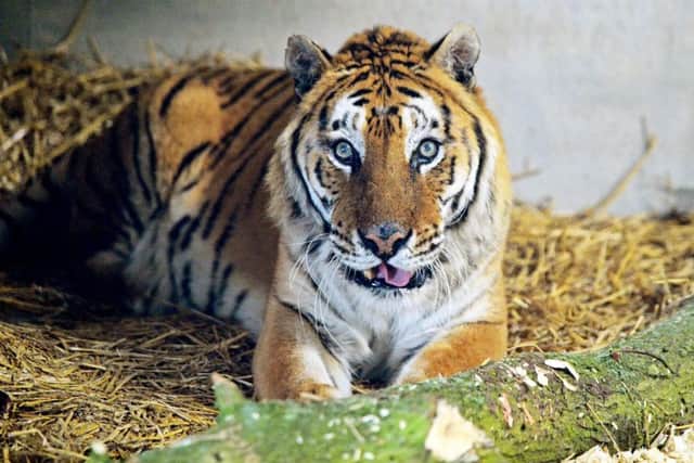 Tango the tiger who has now died at Woodside Wildlife Park in Lincolnshire.