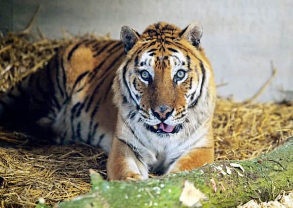 Tango the tiger who has now died at Woodside Wildlife Park in Lincolnshire.
