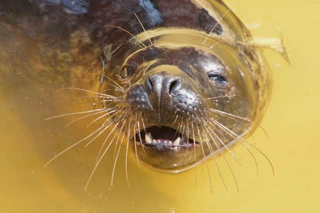 A seal at Mablethorpe Seal Sanctuary.