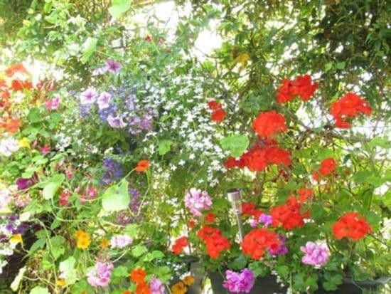 Louth In Bloom