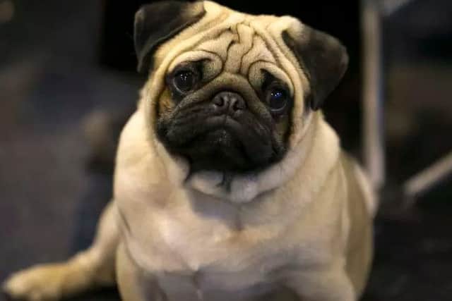 Flat-faced dogs such as pugs can suffer from eye ulcers and severe breathing difficulties