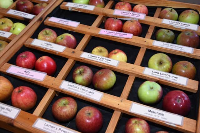 English eating apples on display EMN-160410-075715001