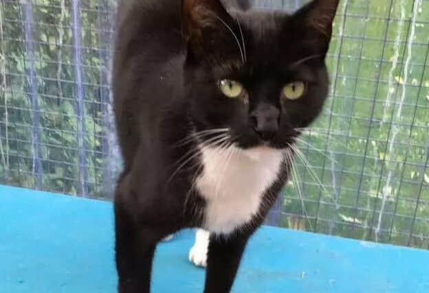 Luna is looking for a new home EMN-161010-093607001
