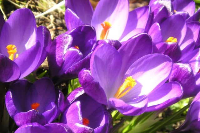 Garden news EMN-151229-093734001