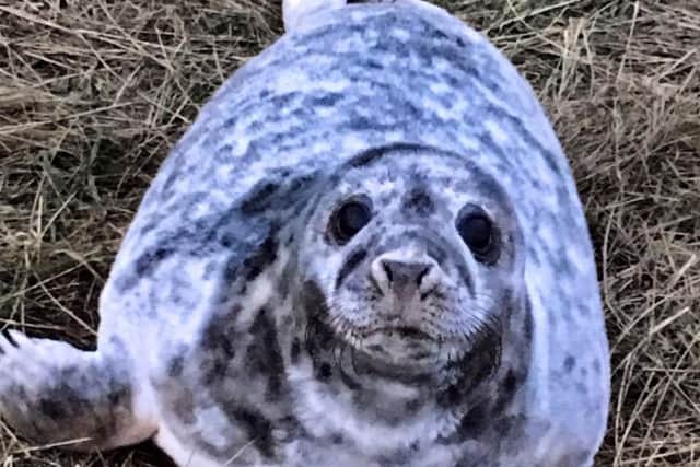 Thousands of people come to Donna Nook every year to see the grey seal colony and the new pups.