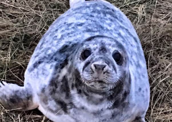 Thousands of people come to Donna Nook every year to see the grey seal colony and the new pups.