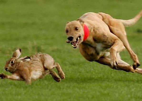 Hare coursing news.  ANL-160401-095543001