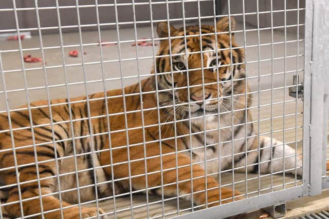 Tigers at Lincolnshire Wildlife Park.