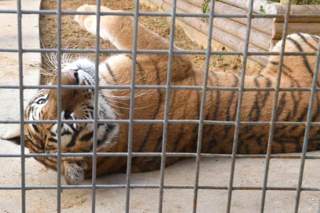 Tigers at Lincolnshire Wildlife Park.