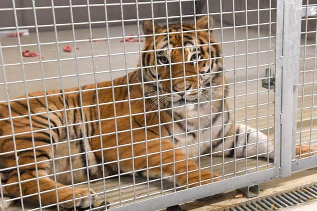 Tigers at Lincolnshire Wildlife Park.