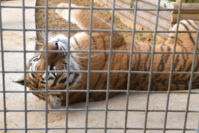 Tigers at Lincolnshire Wildlife Park.