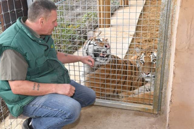 Tigers at Lincolnshire Wildlife Park. Owner Steve Nichols.