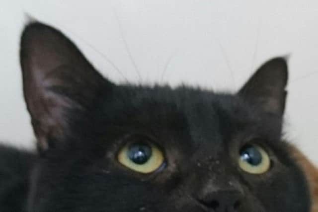 Sooty is another cat in the care of RSPCA Lincolnshire looking for a new home