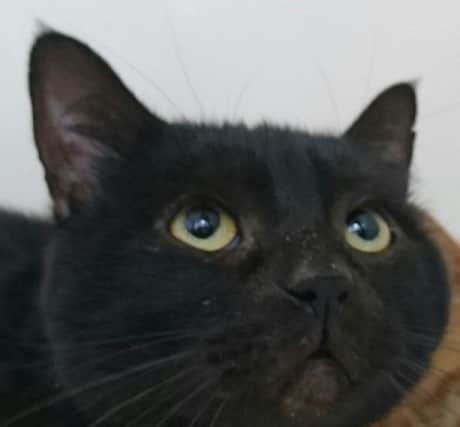 Sooty is another cat in the care of RSPCA Lincolnshire looking for a new home