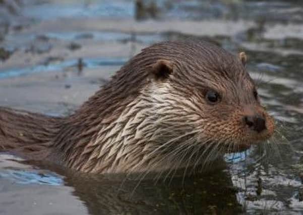Hidden comeback of otters in the Lincolnshire Wolds EMN-160111-082449001