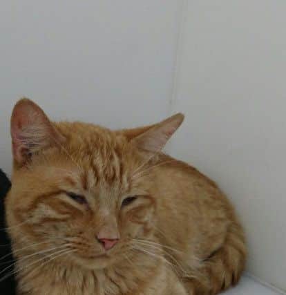 Pumpkin is one of the cats in the care of RSPCA Lincolnshire looking for a home EMN-160111-100408001