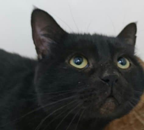 Sooty is another cat in the care of RSPCA Lincolnshire looking for a new home EMN-160111-100557001