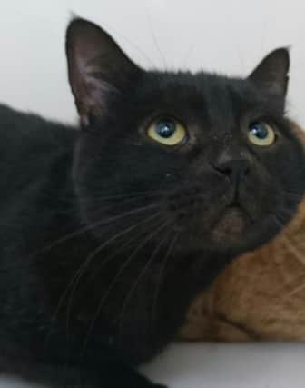 Sooty is another cat in the care of RSPCA Lincolnshire looking for a new home EMN-160111-100557001