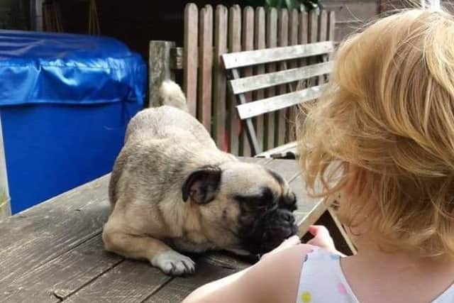 Ellie the missing pug. EMN-160111-110638001