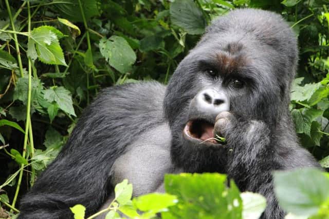 A gorilla encountered on the trek. EMN-160111-113745001
