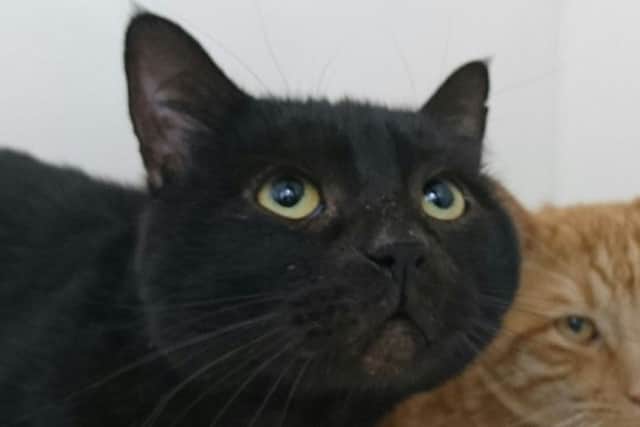 Sooty at RSPCA East Lincolnshire branch is looking for a loving home