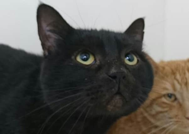 Sooty at RSPCA East Lincolnshire branch is looking for a loving home