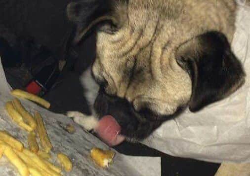 Puggy laps up her nuggets and chips reward. EMN-160211-155402001
