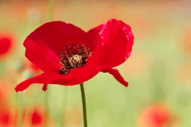 Remembrance Day services are taking place in the Skegness area on Sunday. ANL-161011-075544001
