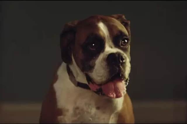 Buster the Boxer. Picture: John Lewis via YouTube