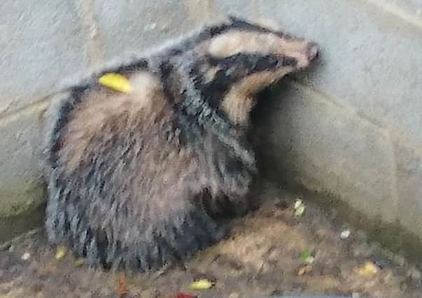 A badger got stuck in a swimming pool in Amber Hill.