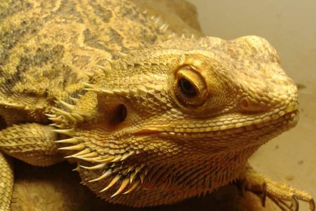 The exotic pets taken on by Jamie Mintram and the team at Ark Wildlife Park.