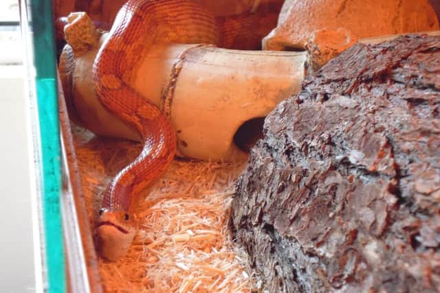 The exotic pets taken on by Jamie Mintram and the team at Ark Wildlife Park.