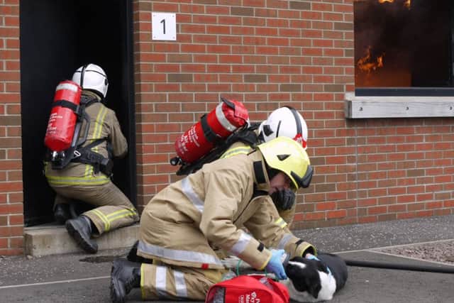 Firefighters use equipment on dog. Picture staged