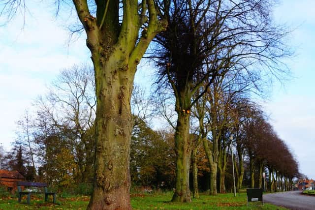 Council denies accusation of vandalism on riverside trees EMN-161124-160302001