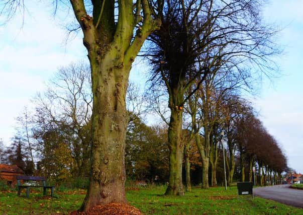 Council denies accusation of vandalism on riverside trees EMN-161124-160302001