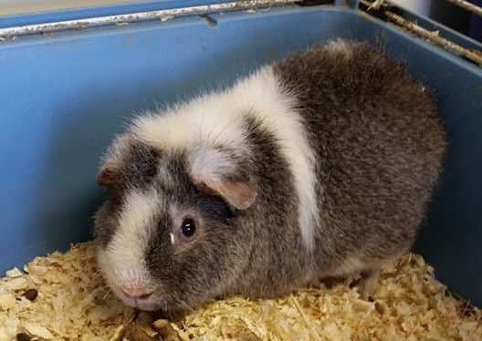 A guinea pig who is waiting for its new home EMN-160512-104122001